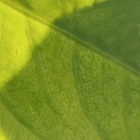 吃瘪蛋