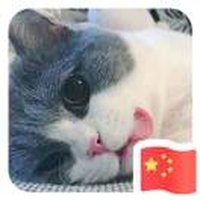 头像是只猫