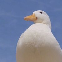 大鹅892