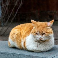没土地的农民