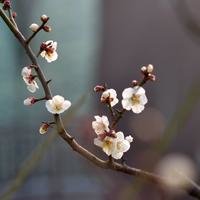 菱角米