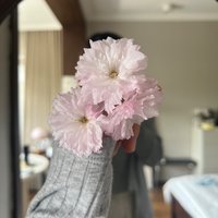 顽固静