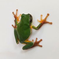四叶之草