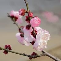 松竹梅