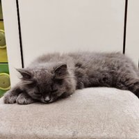 梦里的清风