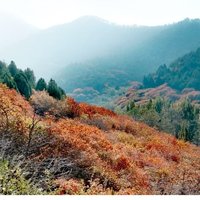 今又是