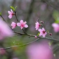qhy草如茵80152889