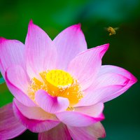 花香催人老