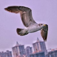 赵虤