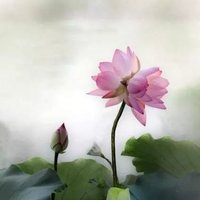 少羽侠
