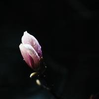 zzya001