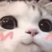 Nico是球球吖