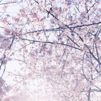 一柱学长