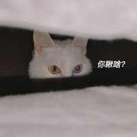 TonyQ