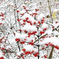 南山雪纷飞