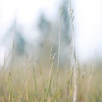梨子树夏