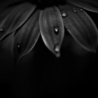 DINGPHOTO