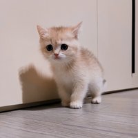 M豆心M