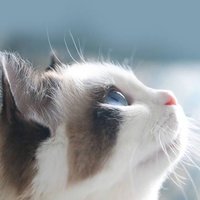 懒猫摄影
