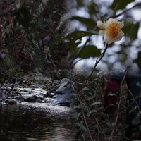 管阳青年