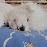有一只汪