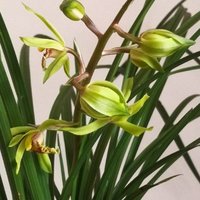 七方斋主人