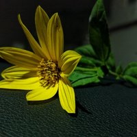 轩辕紫荷