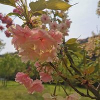 蒲公英YL