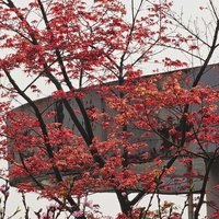 小红枫