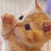 橘猫爱吃小橘子