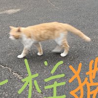 最美我里昂