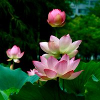 莲花1608