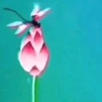 摄影师161783137919749