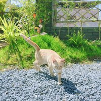 向日葵与巧克力
