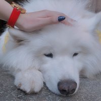 鹏贝贝