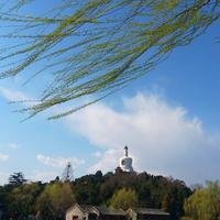 吉祥玉兔