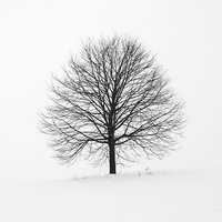 silent_wood