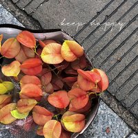 菠萝出发摄影
