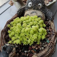 柳芽兒