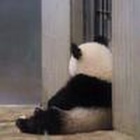 词不达意鹅