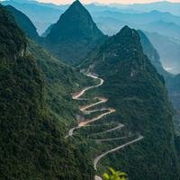 龙树图