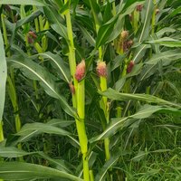 摄影师162673394127140