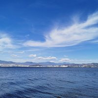 白鹤秋