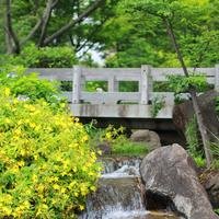 大洋芋