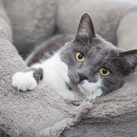 小黑是条猫