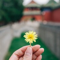 非此非彼
