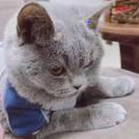 白蓝的猫绅士