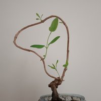 有鹿的地方