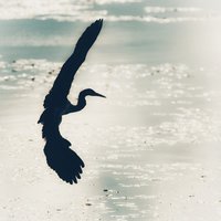 一江怒水