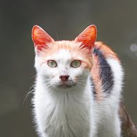 独行浪子